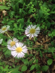 Erigeron pulchellus