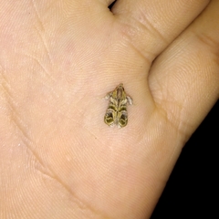 Bonchis munitalis