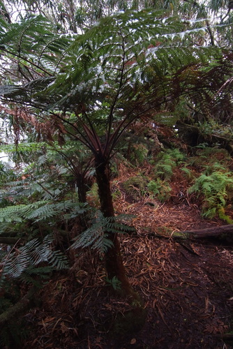 Dicksonia baudouinii observed 2020-07-28