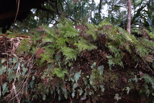 Hymenophyllum deplanchei observed 2020-07-28