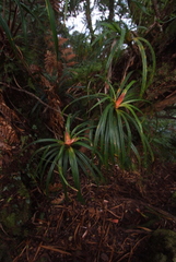 Freycinetia