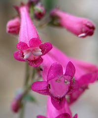 Penstemon pseudospectabilis