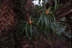 Freycinetia