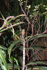 Freycinetia