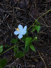 Hibiscus phoeniceus