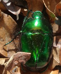 Macraspis chrysis