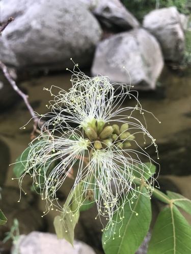 Inga vera - Whole tree