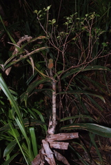 Freycinetia