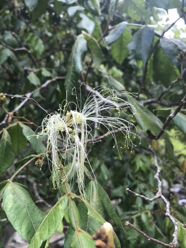 Inga vera - Whole tree