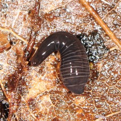 Microplaninae