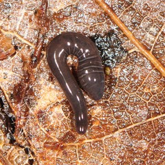 Microplaninae