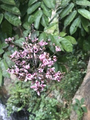 Andira inermis
