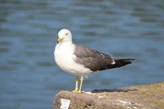Larus crassirostris