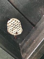 Polistes