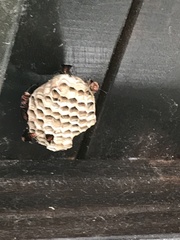Polistes