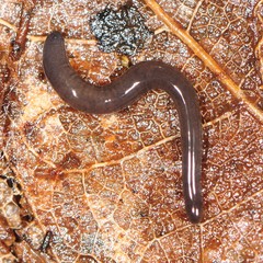 Microplaninae