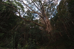 Ficus prolixa