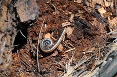 Californiulus yosemitensis
