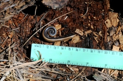 Californiulus yosemitensis