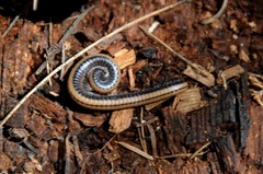 Californiulus yosemitensis
