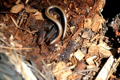 Californiulus yosemitensis