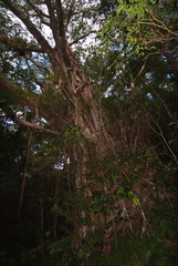 Ficus prolixa
