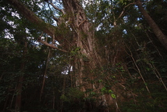 Ficus prolixa