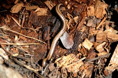 Californiulus yosemitensis