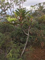 Cunonia macrophylla