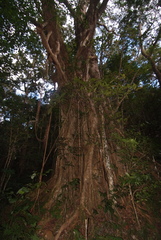 Ficus prolixa