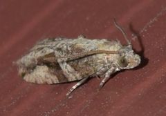 Proteoteras crescentana