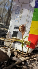 Pterostylis dolichochila