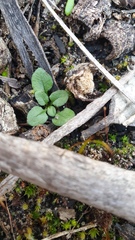 Pterostylis dolichochila