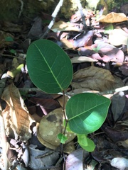 Ottoschulzia rhodoxylon