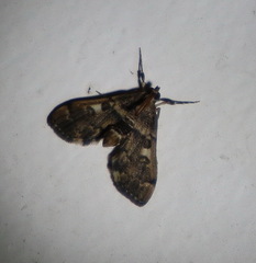 Nacoleia oncophragma