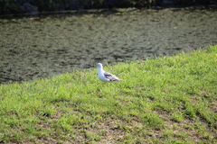 Larus crassirostris