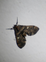Nacoleia oncophragma