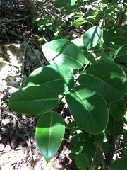 Ottoschulzia rhodoxylon