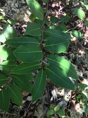 Ottoschulzia rhodoxylon