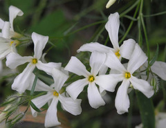 Phlox tenuifolia