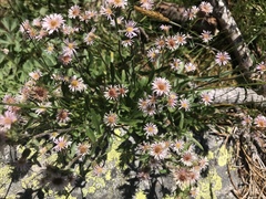 Erigeron nivalis