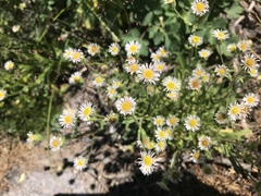 Erigeron nivalis