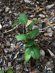 Ottoschulzia rhodoxylon