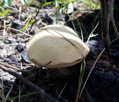 Tylopilus rhoadsiae
