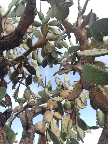 Image of Opuntia durangensis by (c) Favian Flores Medina, some rights reserved (CC BY)
