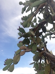 Opuntia durangensis