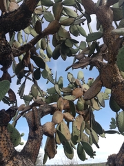 Opuntia durangensis