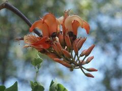 Erythrina numerosa