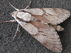 Sphinx morio arestus