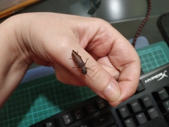 Arhopalus syriacus
